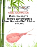 Zuchtansatz Triops cancriformis - Beni Kabuto Ebi ALBINO