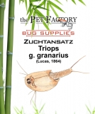 Zuchtansatz Triops g. granarius