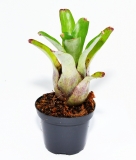 Neoregelia abendrothae