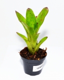 Neoregelia antigone
