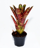 Neoregelia BETTY HEAD