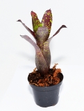 Neoregelia chlorosticta