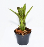 Neoregelia doris