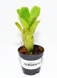 Neoregelia ileana