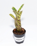 Neoregelia zotica