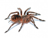 Pamphobeteus spec. MANGANEGRA m - PAARPREIS