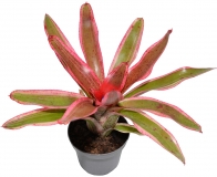 Neoregelia iphigenie