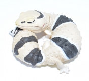 Japanfigur Hemitheconyx caudicinctus 2