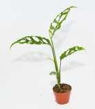 Monstera obliqua PERU