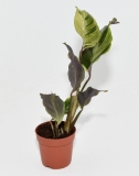 Calathea YELLOW FUSION
