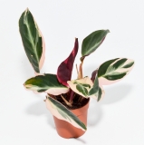 Calathea TRIOSTAR