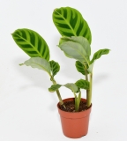 Calathea zebrina