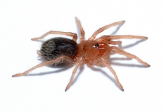 Citharacanthus cyaneus m