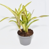 Neoregelia chrissi