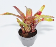 Neoregelia demeter