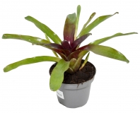 Neoregelia schultesiana