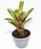 Neoregelia SCREAMING TIGER
