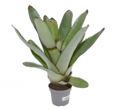 Neoregelia silvomontana