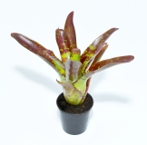 Neoregelia toshiya