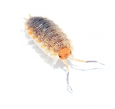 Porcellio sp. ORANGE SKIRT