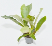 Platycerium bifurcatum