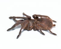 Chilobrachys dyscolus BLUE XL