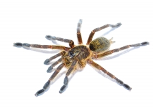 Harpactira baviana m