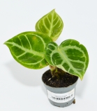 Anthurium dorayaki
