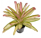 Neoregelia carolinea TRICOLOR AMARILLA