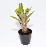Neoregelia flerida