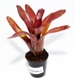 Neoregelia xantipa