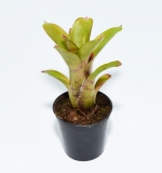 Neoregelia heraclea