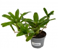 Neoregelia rubrifolia No. 4
