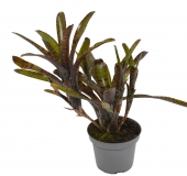 Neoregelia rubrifolia No. 1
