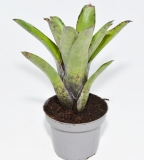 Neoregelia tristis