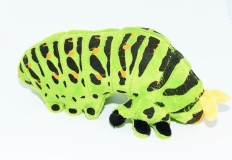 Kuschel Raupe Schwalbenschwanz