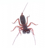 Typopeltis laurentianus