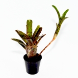 Neoregelia demi