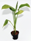 Monstera lechleriana