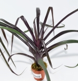 Vriesea bleheri