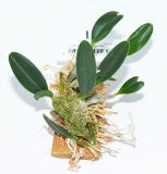 Dendrobium jenkinsii- aufgebunden