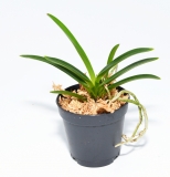 Neofinetia falcata