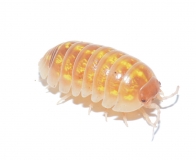 Armadillidium vulgare AMBER