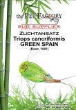 Zuchtansatz Triops cancriformis GREEN SPAIN