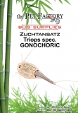 Zuchtansatz Triops spec. GONOCHORIC