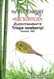 Zuchtansatz Triops newberryi