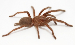Selenocosmia crassipes L