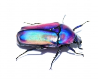 Chlorocala africana umtaliensis IMAGO