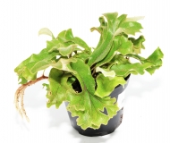 Pyrrosia lingua cristata