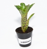 Neoregelia tetis